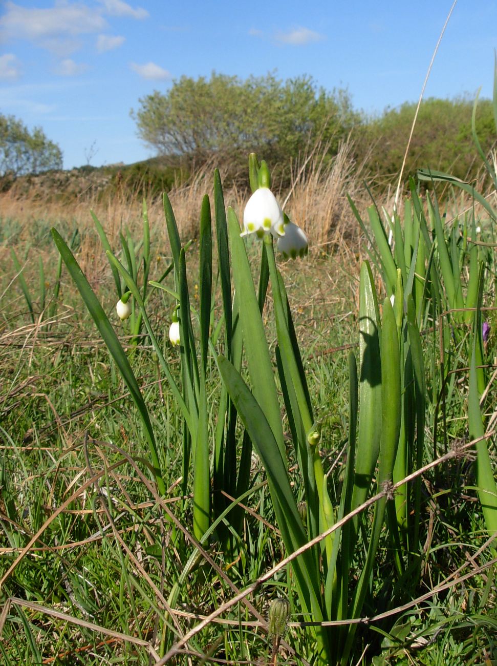 Leucojum aestivum L. subsp. pulchellum (Salisb.) Briq.